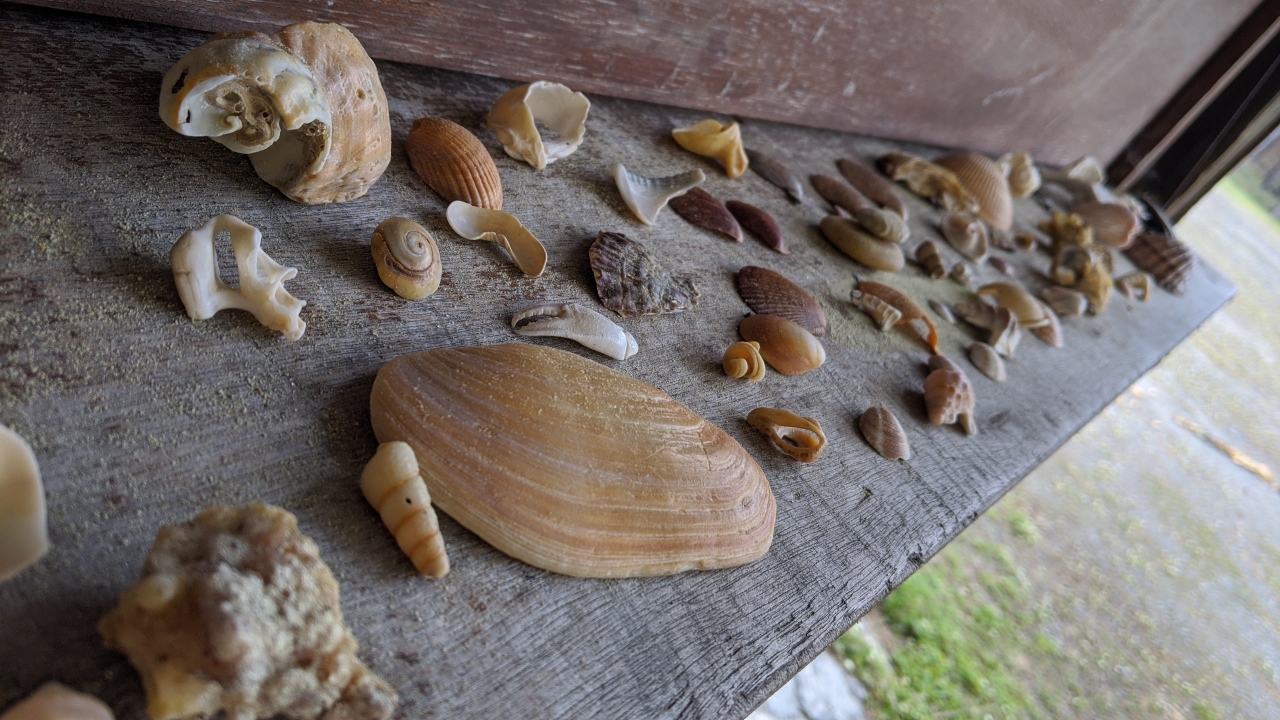 am Strand vom Atlantik gesammelte Muscheln verschiedener Größe und Farbe 