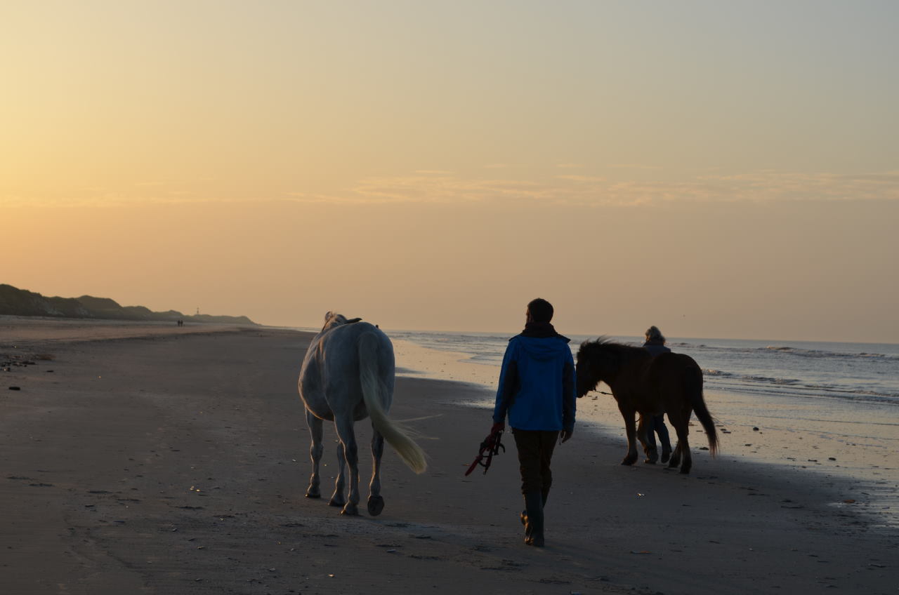 Zwei Pferde mit Begleiter am Strand von Juist, Sonnenuntergang