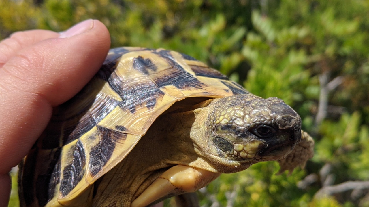 Eine Griechische Landschildkröte in Nahaufnahme