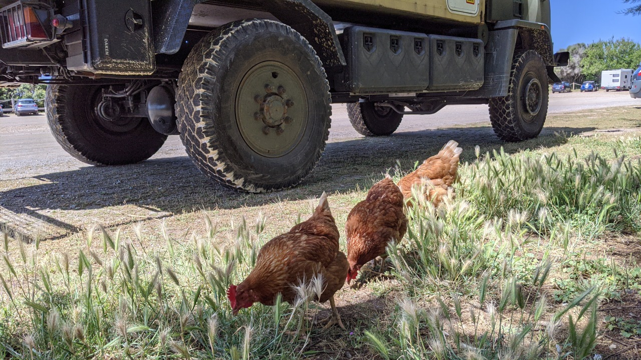 Drei Hühner picken vor dem LKW Truck Krümel vom Frühstück auf