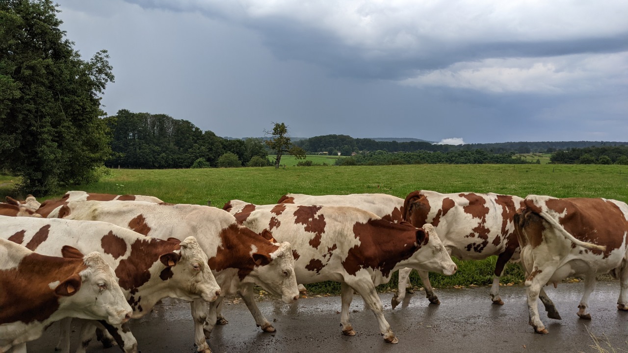 Eine Herde braun weiß gefleckte Kühe ist auf dem Weg zum Stall