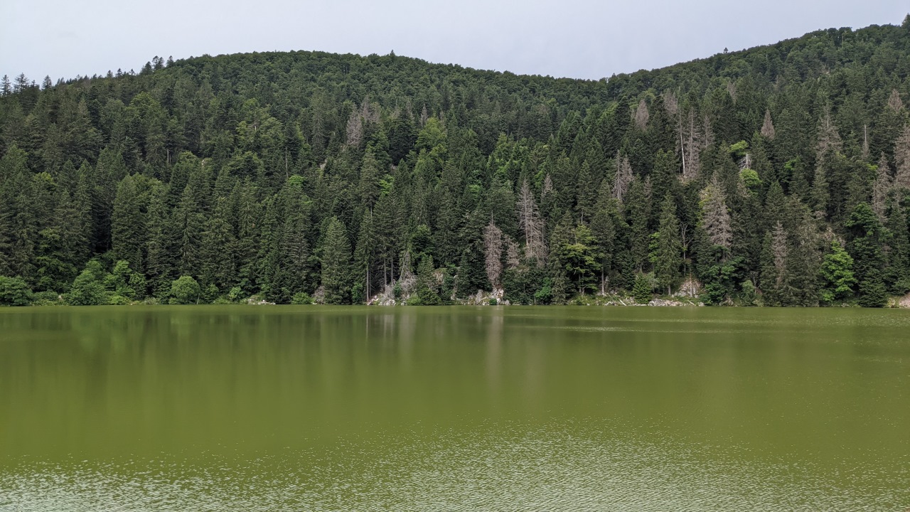 Der Lac Vert in den Vogesen mit grünem Wasser  