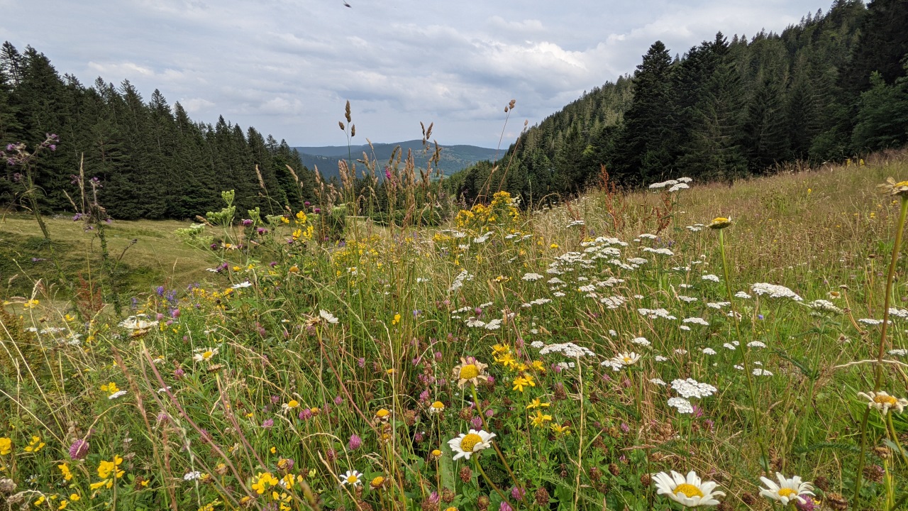 eine blühende Wiese mit Gräsern und Blumen in den Vogesen 