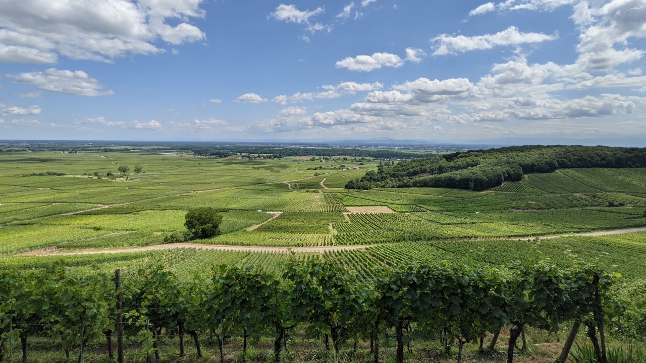 Blick über Weinberge bis zum Horizont in der Nähe von Riquewihr