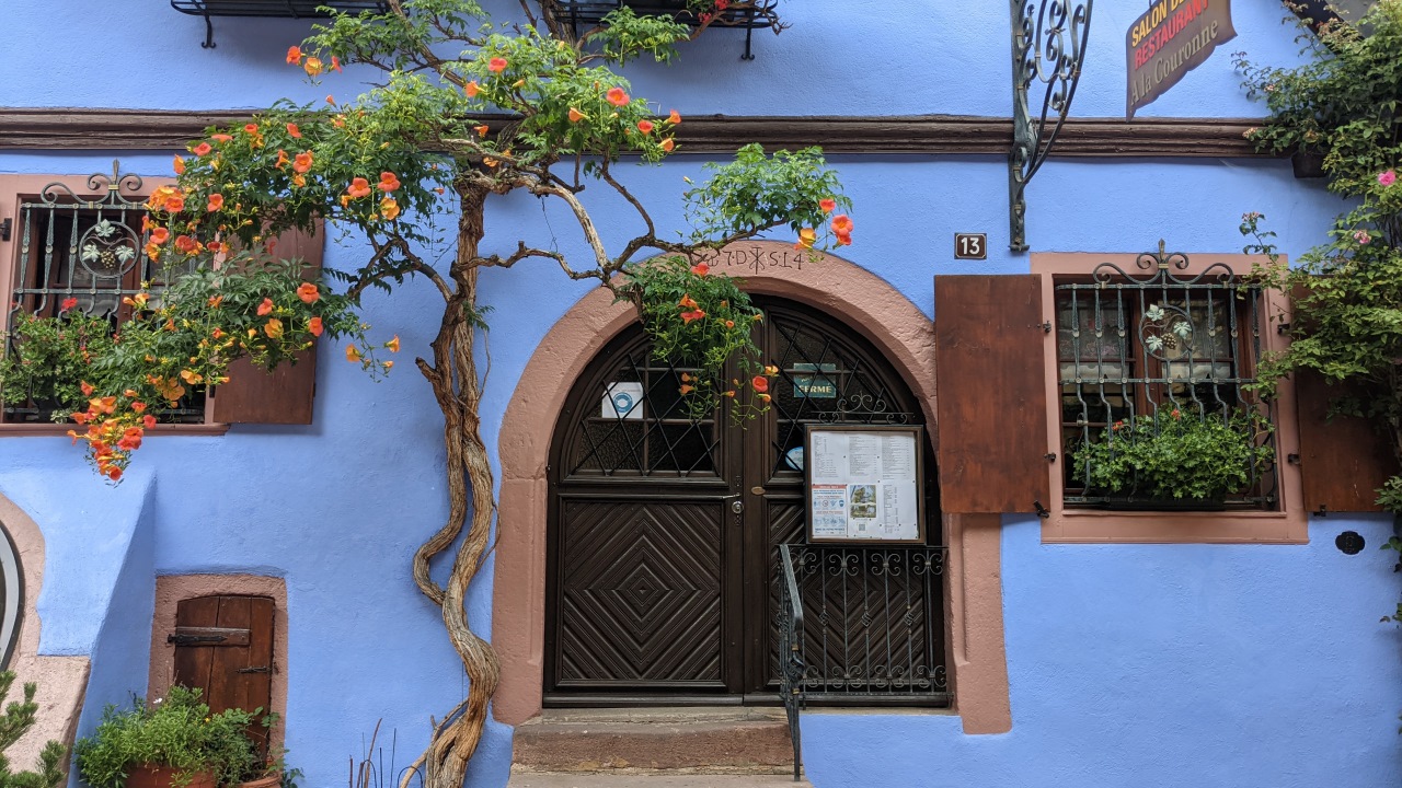 blau gestrichenes Haus in Riquewihr mit blühendem Granatapfelbaum