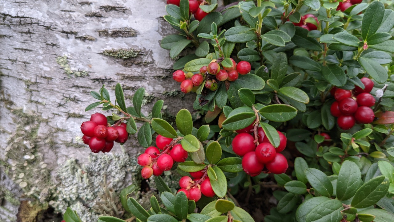 Rote Preiselbeeren an einem Strauch, im Hintergrund ist ein dicker Birkenstamm mit weisser Rinde