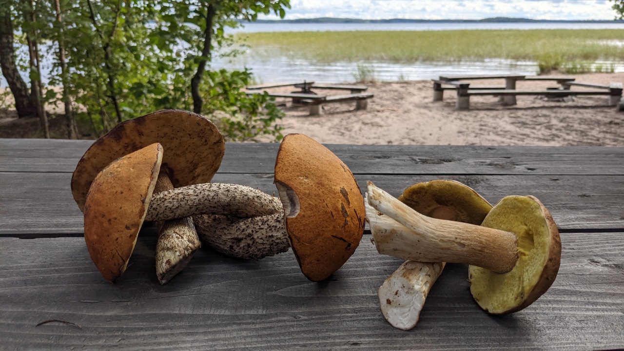 Birkenpilze und Steinpilze auf einem Tisch aus Holz