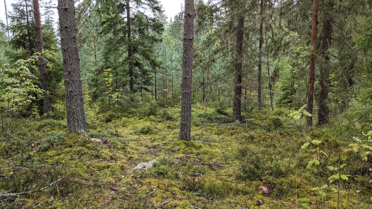 Wald mit unterschiedlichen Grüntönen 