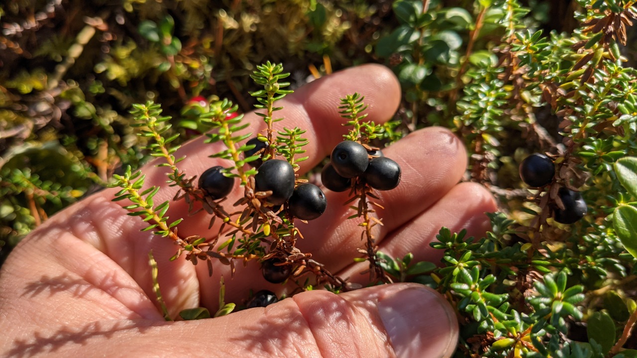 Schwarze Krähenbeere an einem Strauch 