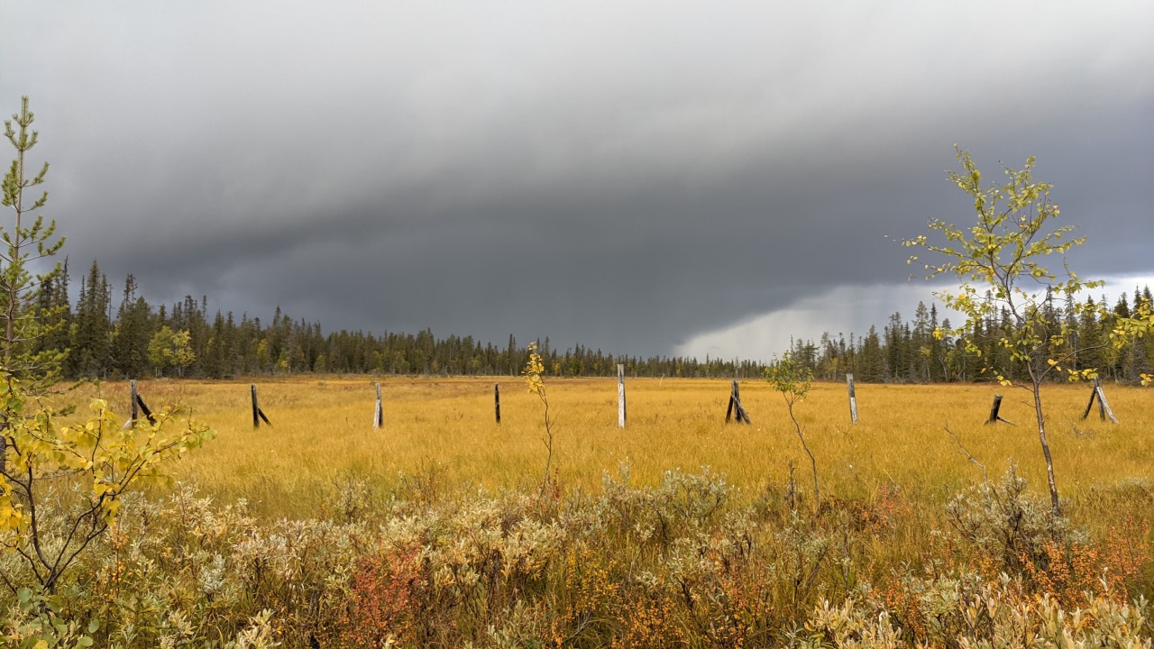 Hochmoor in Finnland im Herbst 