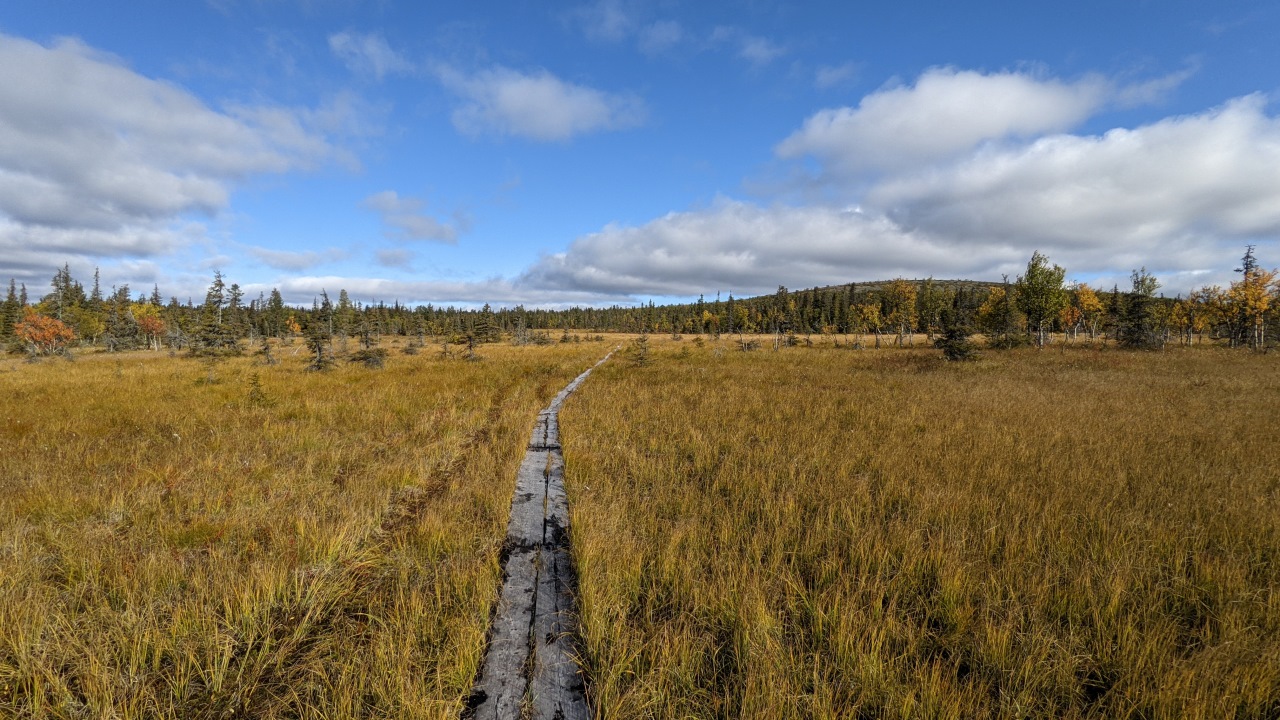 Hochmoor in der Nähe von Tankavaara 