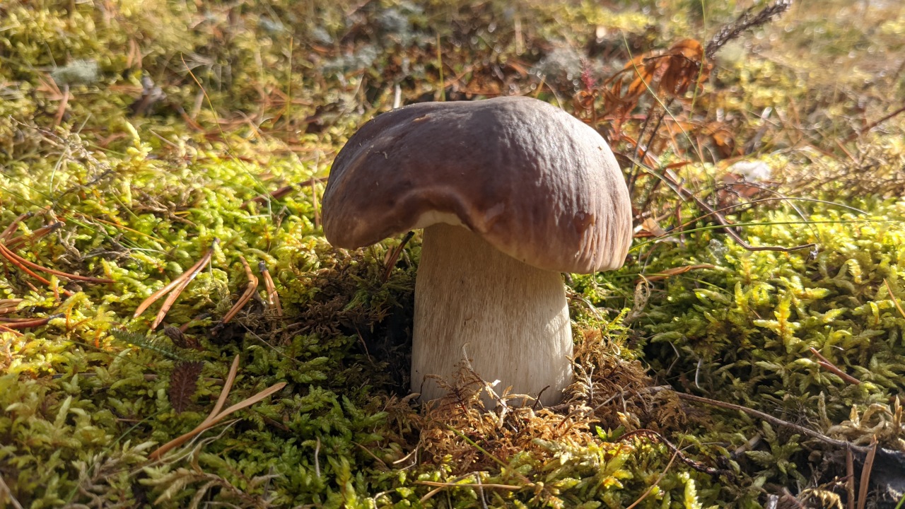 junger Steinpilz von Moos umgeben 