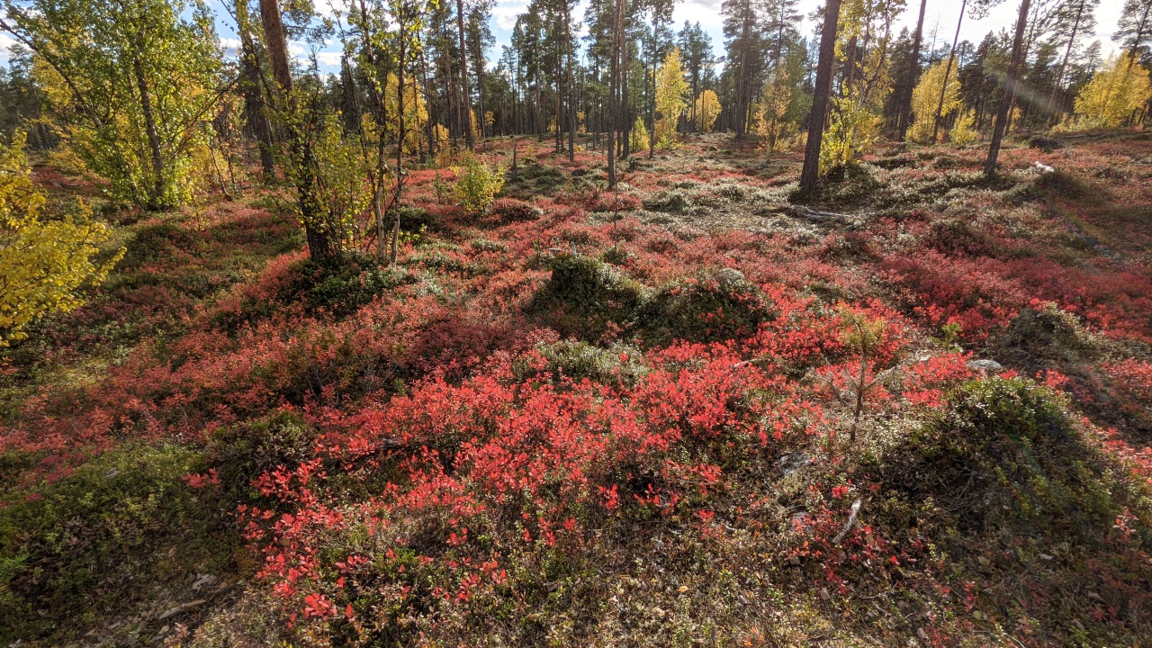 Wald in Finnland mit rot verfärbten Blaubeersträuchern