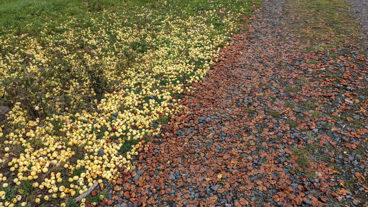 Vom Baum gefallene Äpfel, die auf einer Wiese liegen und auf einem Weg zermatscht wurden