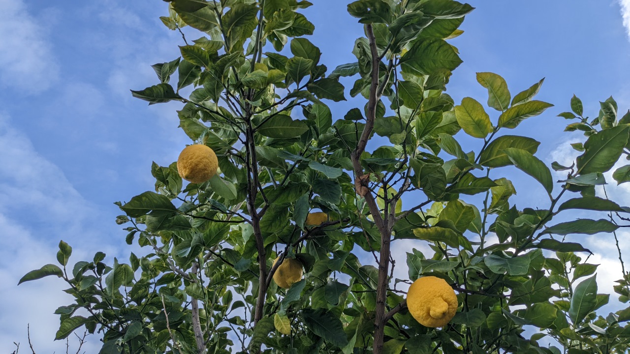 Gelbe Zitrusfrüchte an einem Baum mit grünen Blättern vor blauem Himmel 