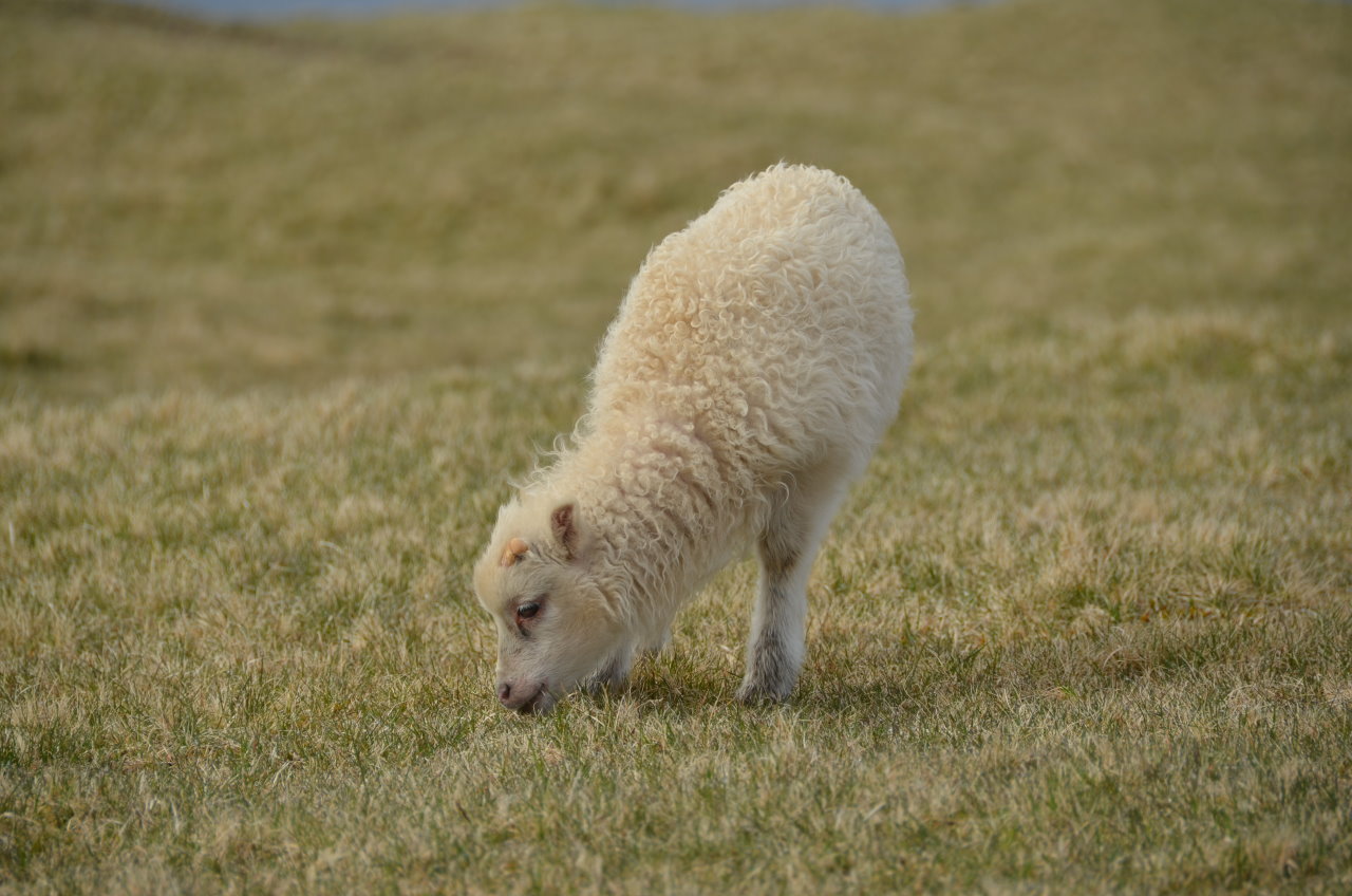 Ein kleines Schaf Baby mit hell weisser Wolle frisst Gras auf einer Wiese