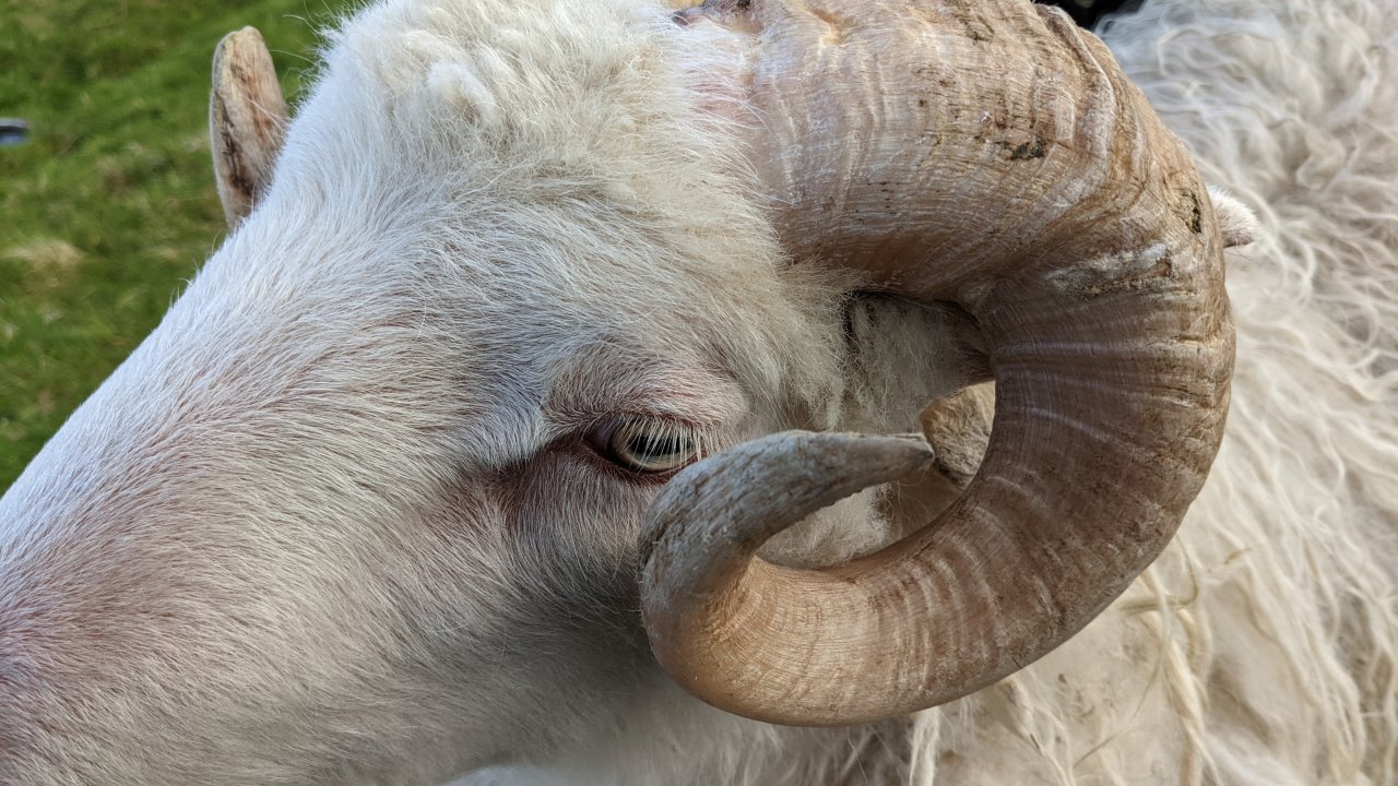 Nahaufnahme von einem Schafbock mit Geweih. Das Tier hat ein helles Fell, das Auge wird vom kreisförmig gebogenen Geweih geschützt. 