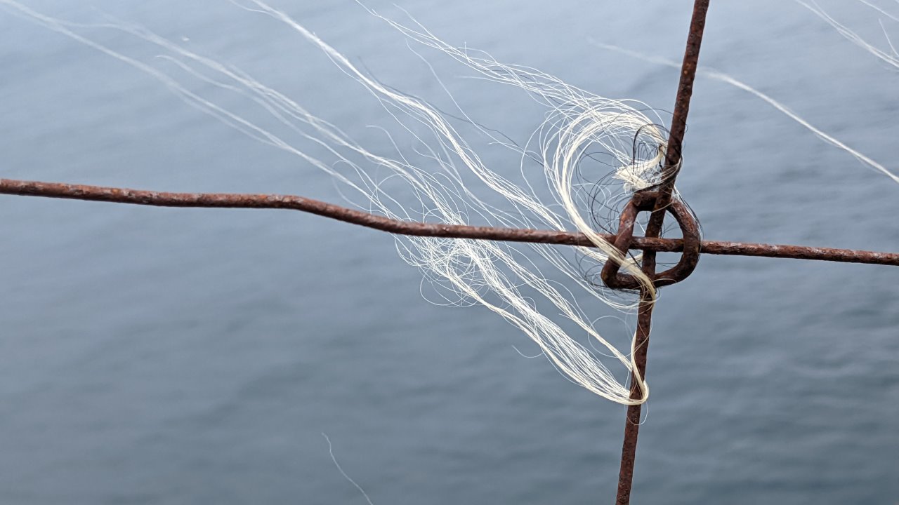 An einem rostigen Drahtzaun haben sich ein paar Fasern weisse Wolle verfangen, die im Wind wehen. 