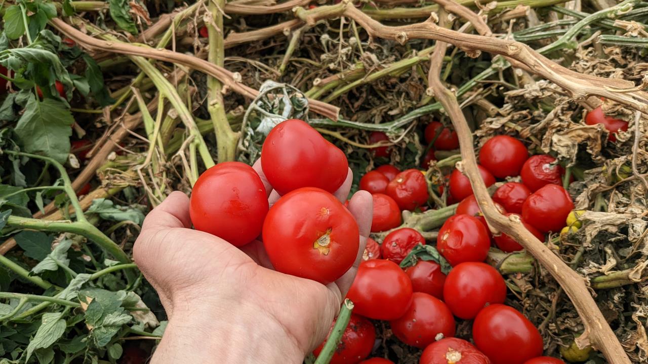 Eine Hand hält drei rote Tomaten, im Hintergrund sind mehrere überreife und leicht matschige Tomaten auf einem Komposthaufen zu sehen.  