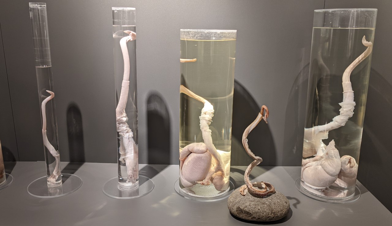 Drei Tier Penisse konserviert im Schauglas im Phallus Museum Reykjavik