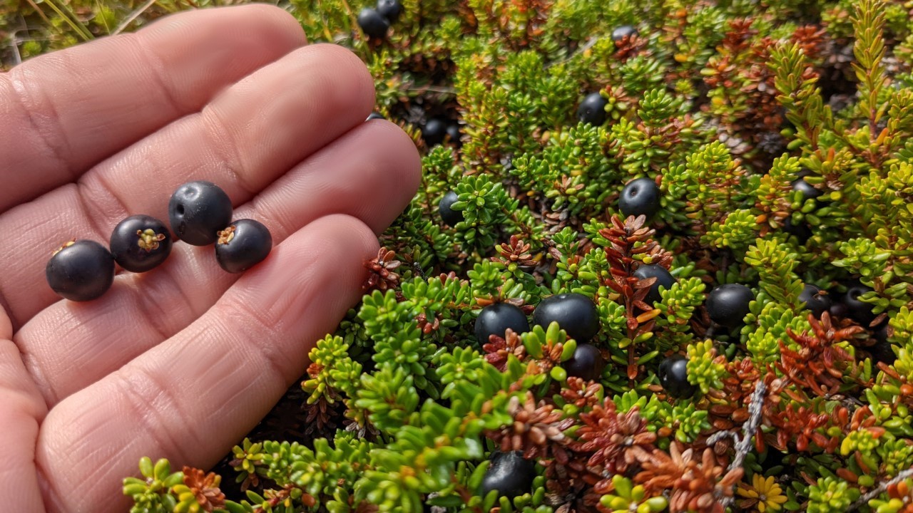 Vier schwarze Krähenbeeren auf einer Hand. Im Hintergrund sind weitere Krähenbeeren an Sträuchen mit nadeligen Blättern