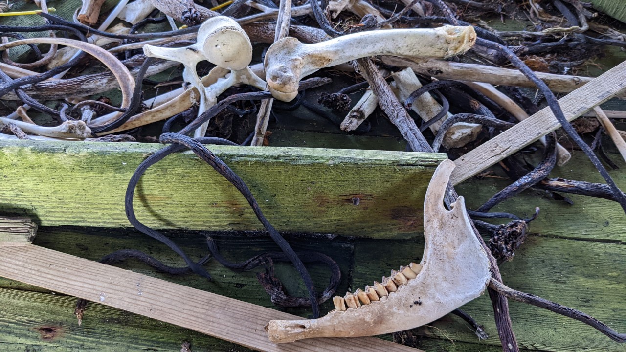 Knochen, ein Brett und getrockneter schwarzer Seetang in einem Spukhaus in Island