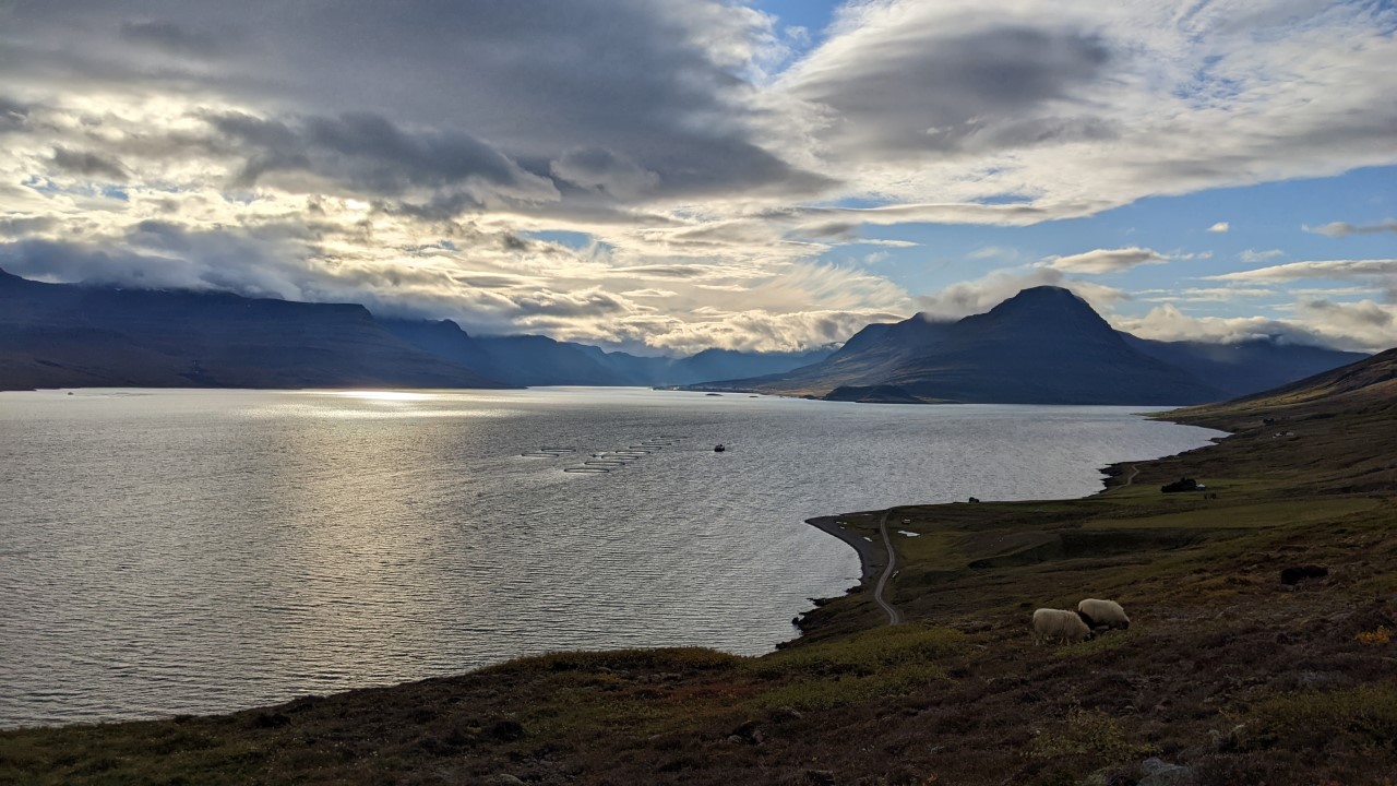 Reydarfjördur Fjord in Island mit Meer und Wolken und Schafen