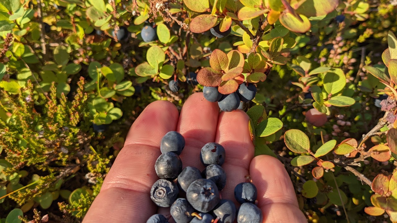 Blaubeeren auf einer Hand, im Hintergrund sind weitere Blaubeeren an Sträuchern