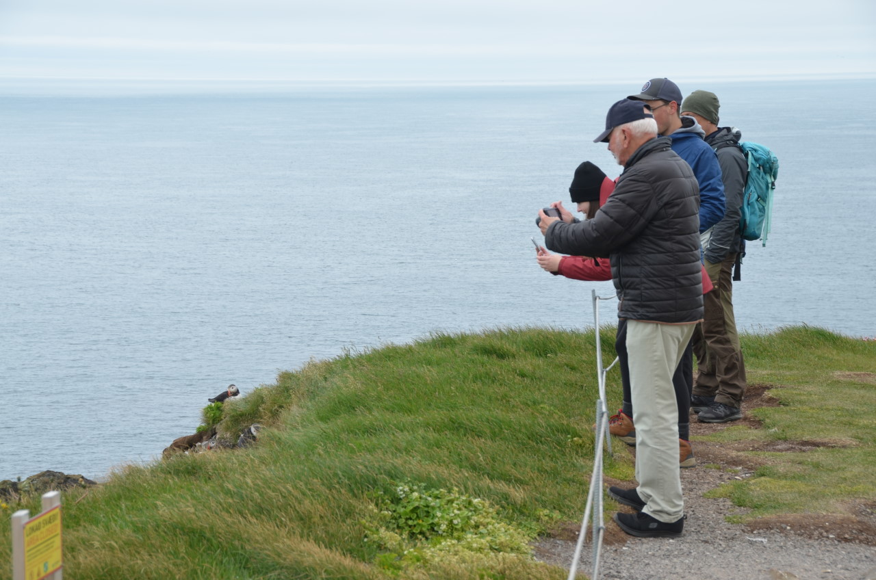 Vier Touristen fotografieren in Latrabjarg einen einzelnen Papageientaucher