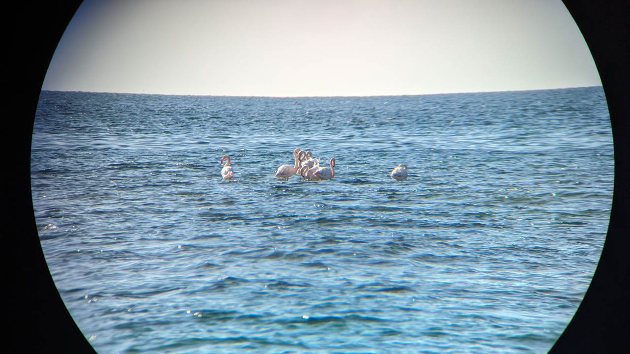 Flamingos durch ein Fernglaus fotografiert, improvisierte Aufnahme durch ein Fernglas