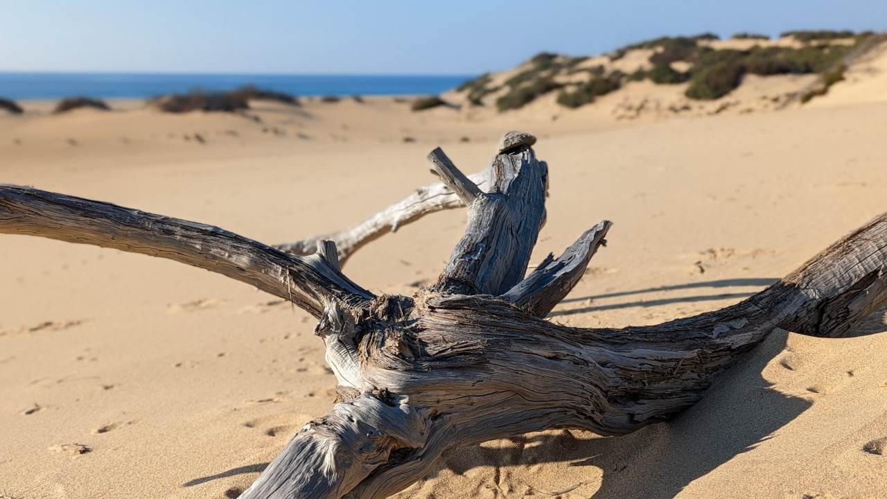 Ein knorriger ausgetrockneter Baumstumpf in gelben Sand Dünen