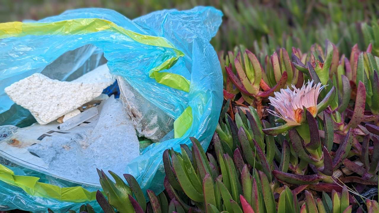 Müllbeutel neben einer Strandblume