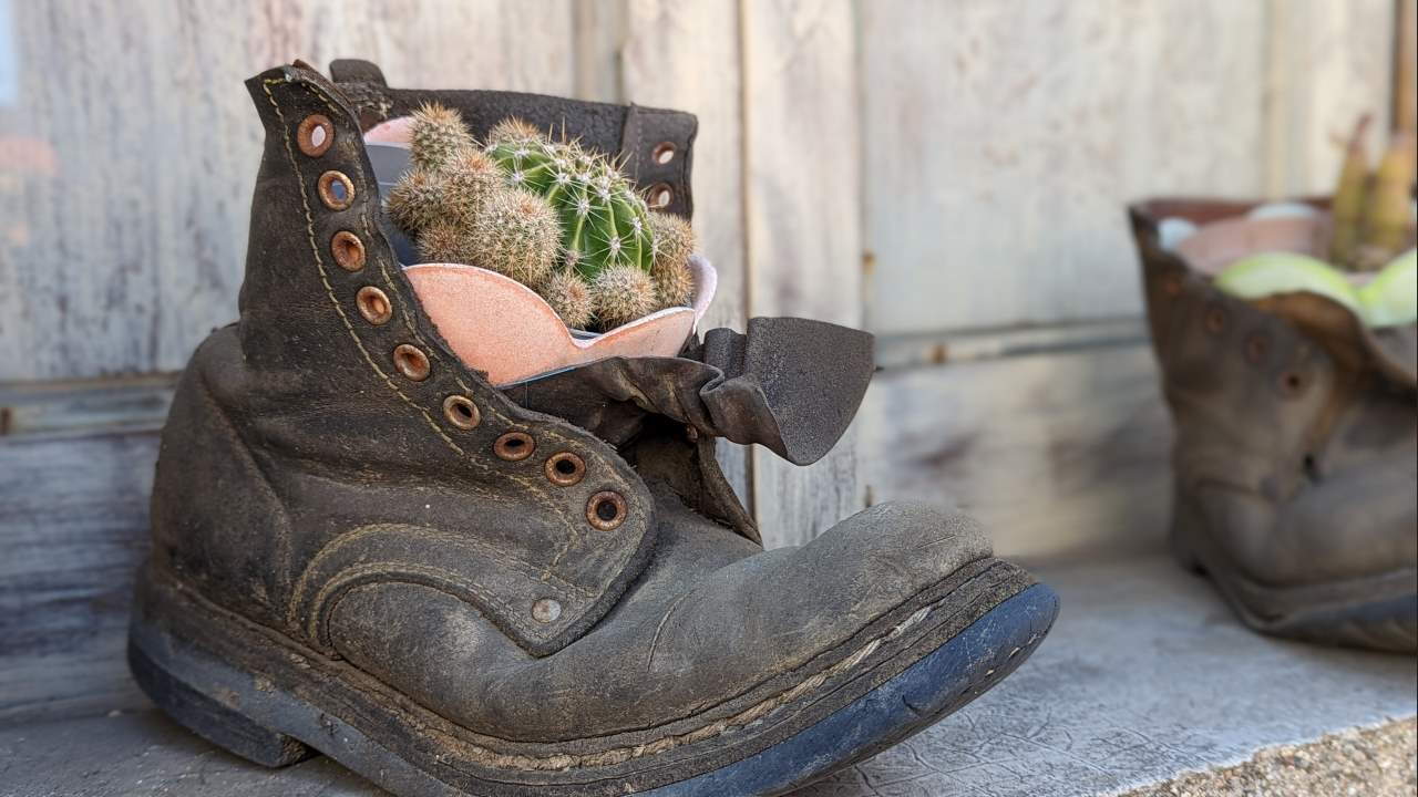 Kaktus in einem alten Lederschuh