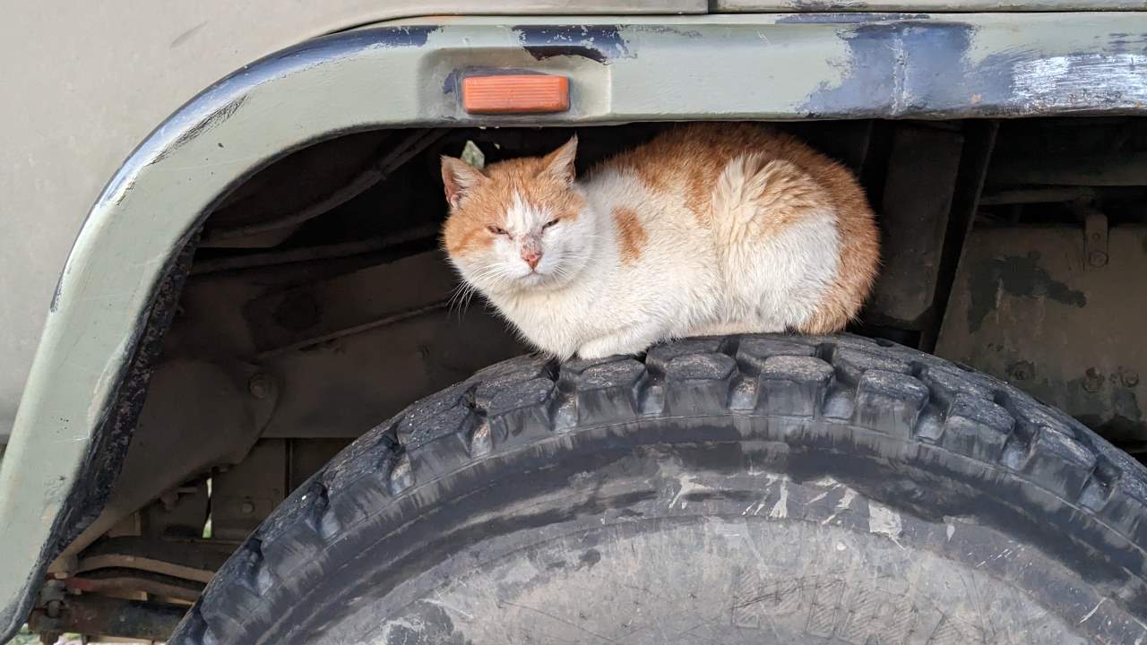 Grimmig dreinblickende Katze auf LKW Reifen