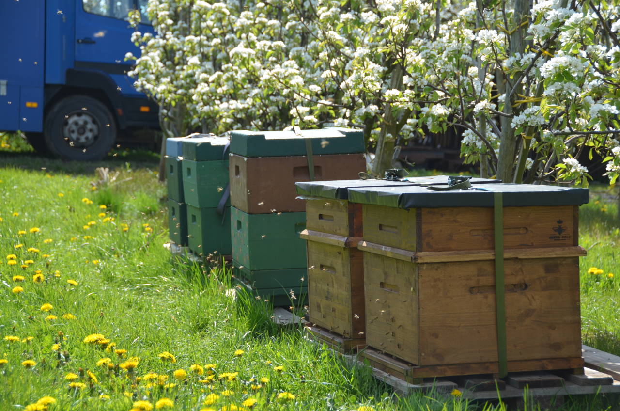 Bienenkästen mit ausschwärmenden Bienen 