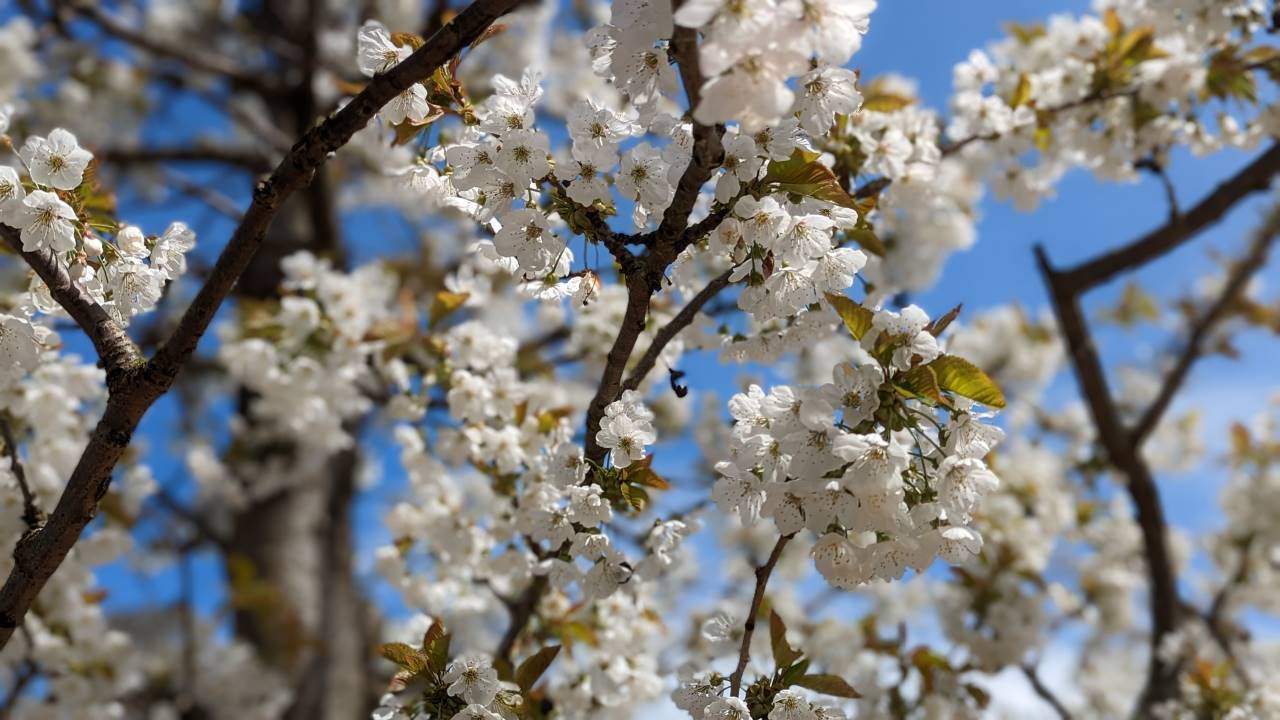 Detailaufnahme von einem weiss blühenden Birnen Baum