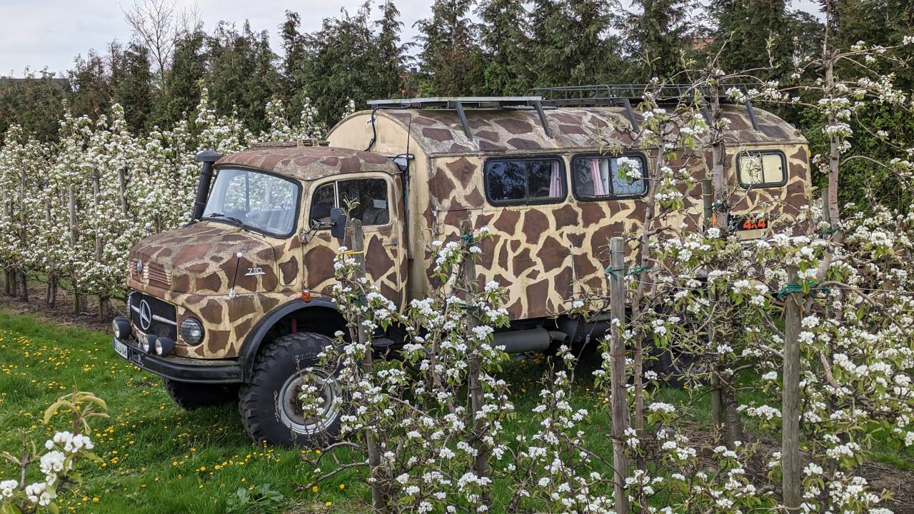 Mercedes Rundhauber mit Giraffen Muster zwischen blühenden Apfelbäumen