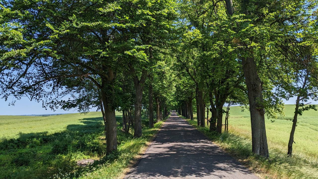 Enger Waldweg mit grünen Bäumen in Masuren