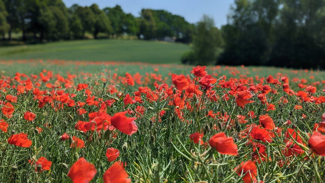 Rot blühendes Mohnfeld