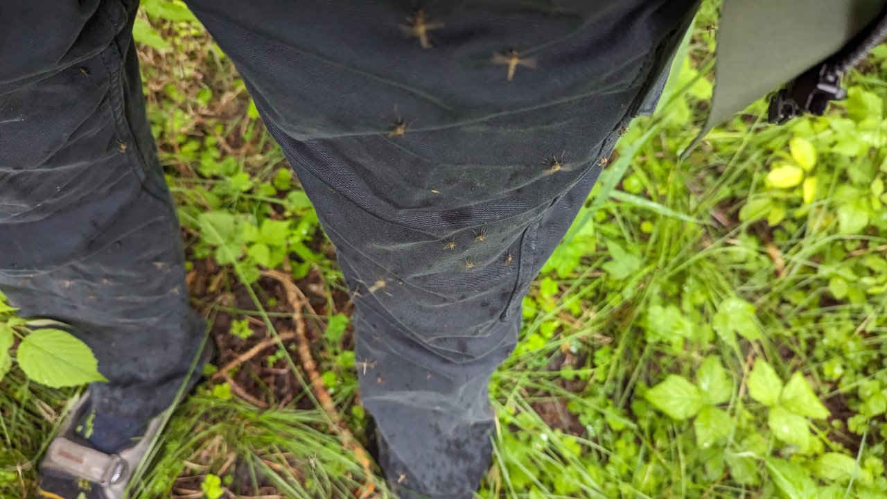 Ein Schwarm Mücken sitz auf einer schwarzen Hose