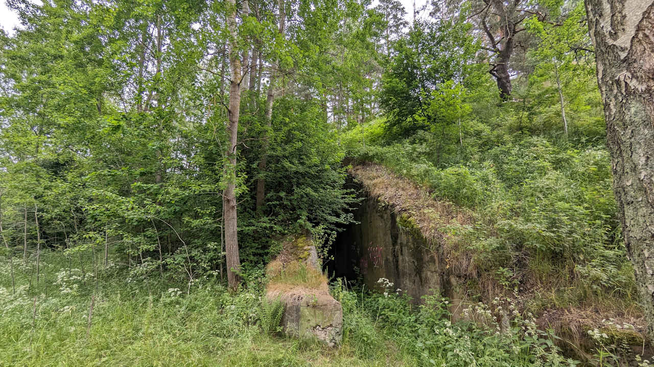 Zugewachsener Eingangsbereich von einem Bunker, der unter der dichten Vegetation nur zu erahnen ist. 