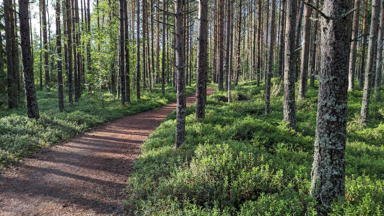 Grüner Kiefernwald mit braunem Waldweg