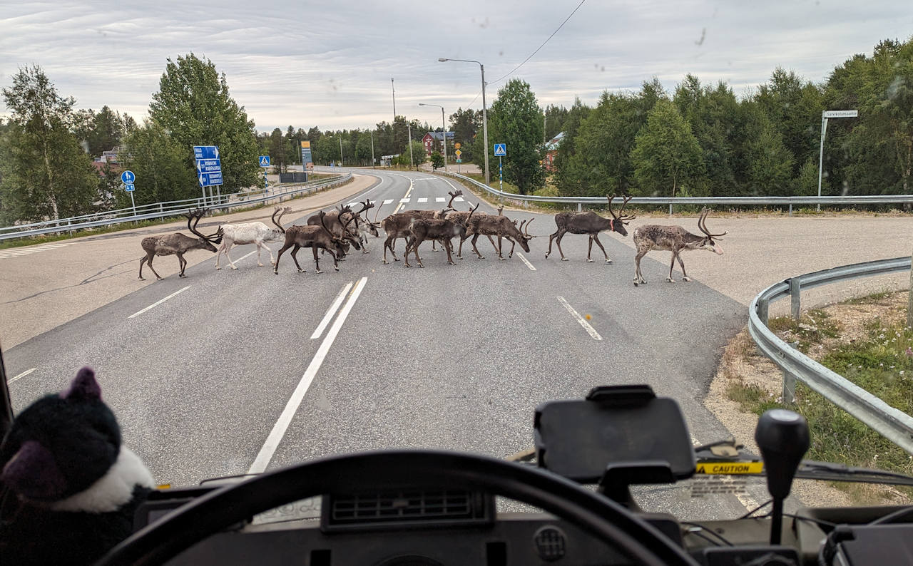 Rentiere überqueren eine Strasse in der Nähe von Rovaniemi