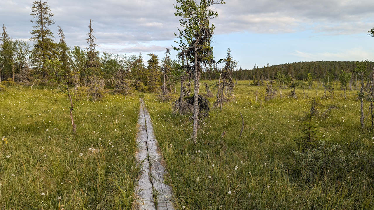 Holzweg durch Sumpflandschaft in Tankavaara Finnland 