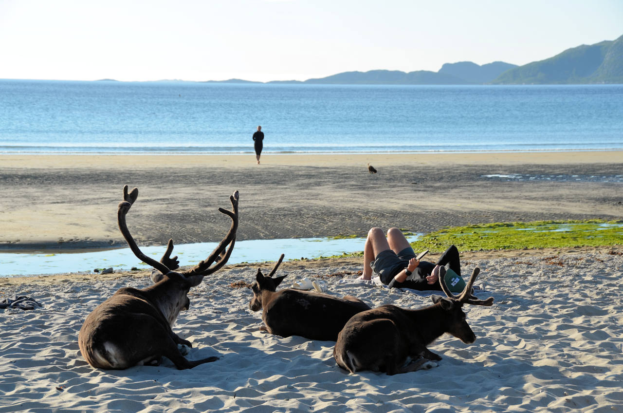 Drei rentiere machen am Sandstrand von Grotfjord  Pause. 