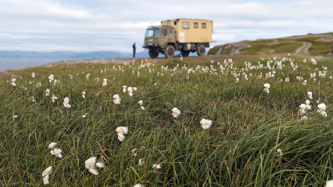 Ein Sumpfgrasfeld mit weiss blühenden Dolden, im Hintergrund parkt der DAF T244 LKW 