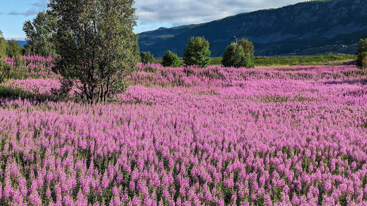 Eine Wiese pink blühender Weidenröschen