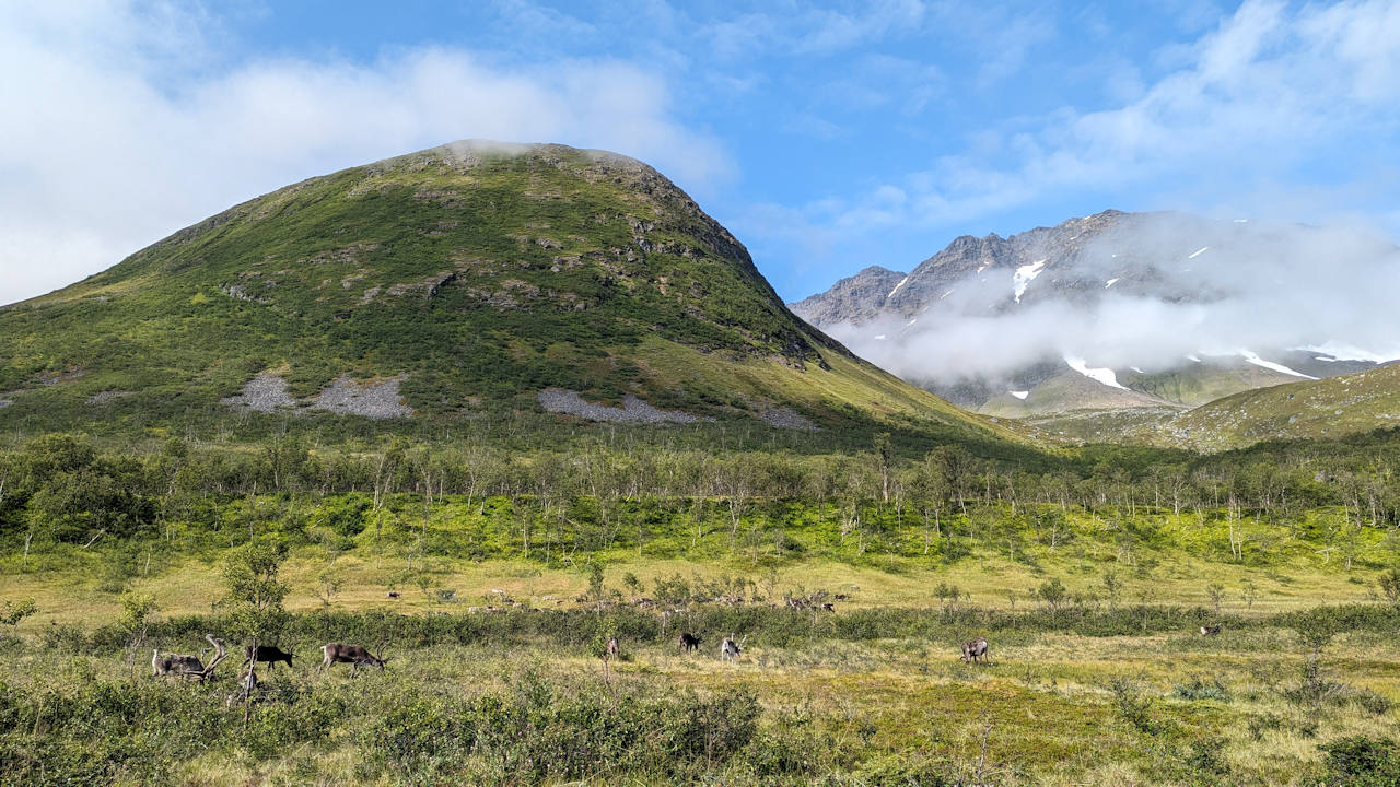 Grüne Hügellandschaft mit Schnee bedeckten Bergen in Norwegen. Im Vordergrund grasen ein paar Rentiere. 