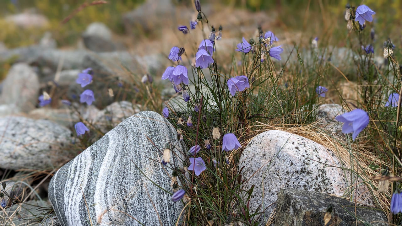 Blaue Glockenblumen zwischen markant gemaserten Steinen