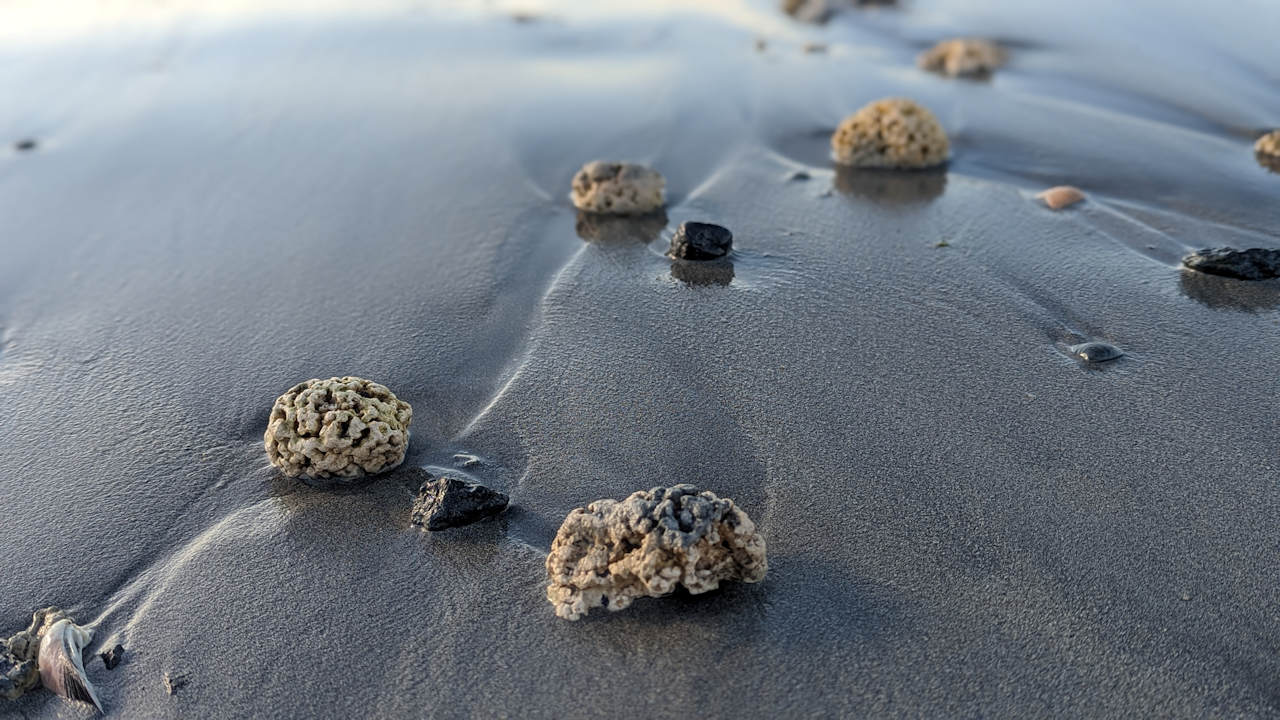Versteinerte Schwämme oder Korallen am Strand von Bo in Norwegen